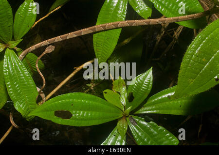 Vista dall'alto di un estremamente snella blunt-testa di serpente ad albero (Imantodes cenchoa). Fotografato in Costa Rica. Foto Stock