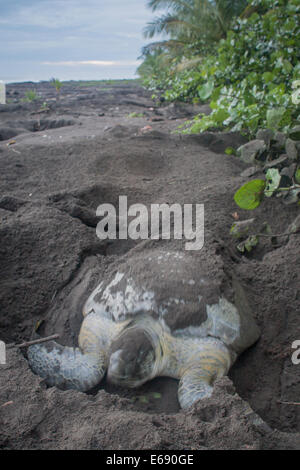 Una tartaruga verde (Chelonia Mydas) femmina lo scavo di un nido. Fotografato in Costa Rica. Foto Stock