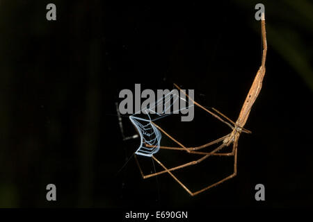 Un orco-di fronte spider, famiglia Deinopidae. Fotografato in Costa Rica. Foto Stock