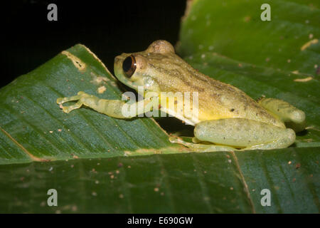 Un'oliva treefrog, Scinax elaeochrous. Foto Stock