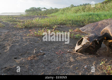 Resti di un morto olive ridley SEA TURTLE (Lepidochelys olivacea). Foto Stock