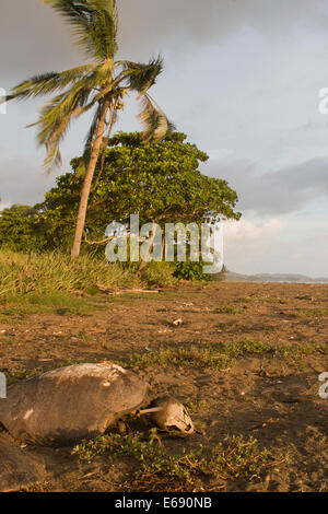 Resti di un morto olive ridley SEA TURTLE (Lepidochelys olivacea). Foto Stock