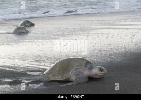 Gruppo femminile di olive ridley le tartarughe di mare, Lepidochelys olivacea, salendo sulla terra per deporre le uova; fotografato in Costa Rica. Foto Stock