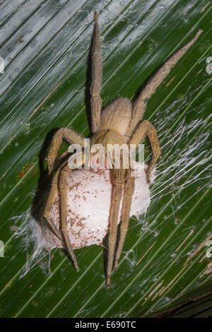 Altamente pericoloso ragno errante (Phoneutria sp.) con uovo sac. Questo è uno dei più velenosi ragni nel mondo. Foto Stock