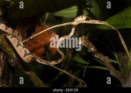 Un blunt-testa di serpente ad albero (Imantodes cenchoa). Foto Stock