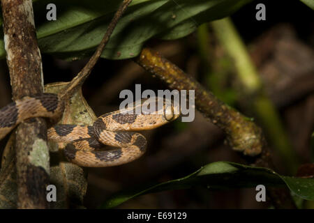 Un blunt-testa di serpente ad albero (Imantodes cenchoa). Foto Stock