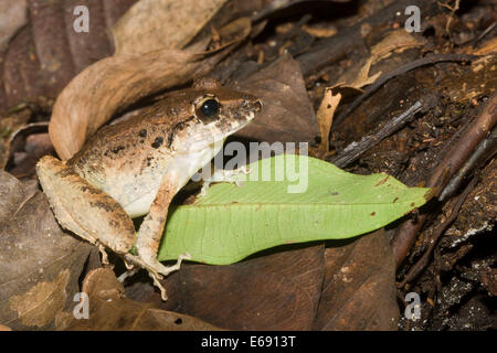 Fitzinger della rana di pioggia (Craugastor fitzingeri). Fotografato nel Parco Nazionale del Darién, Panama. Foto Stock