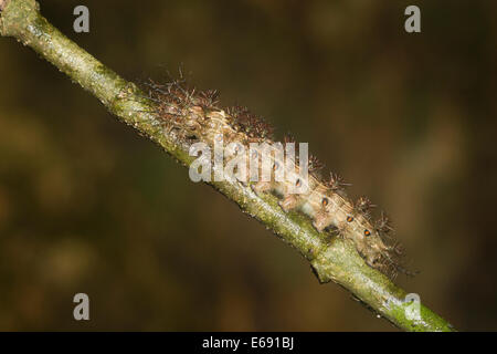 Un ben difeso Caterpillar coperto in urticating (sensazione puntoria) peli. Foto Stock