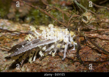 La tignola infettati con il devastante Cordyceps fungo. Corpi fruttiferi del fungo sono chiaramente visibili. Foto Stock