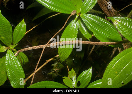 Vista dall'alto di un estremamente snella blunt-testa di serpente ad albero (Imantodes cenchoa). Fotografato in Costa Rica. Foto Stock