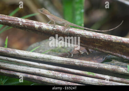 Un Golfo-Dulce anole (Anolis polylepis). Fotografato in Costa Rica. Foto Stock