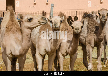 Cammelli al mercato di cammelli in Al Ain vicino a Dubai, Emirati arabi uniti (EAU). Foto Stock