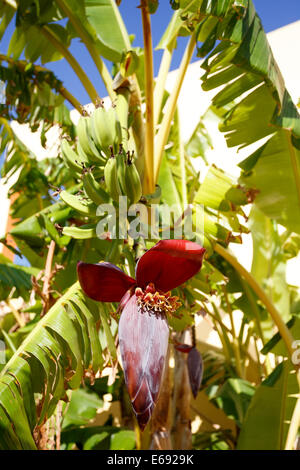 Albero di banana con un fiore e piccole banane verdi Foto Stock