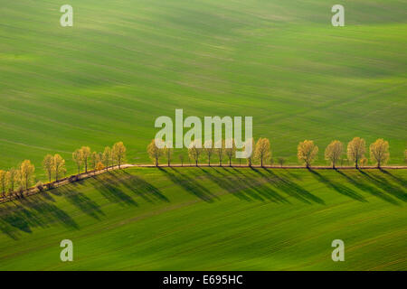 Vista aerea, country road, viale alberato tra il verde dei campi, Stavenhagen, Meclemburgo-Pomerania, Germania Foto Stock