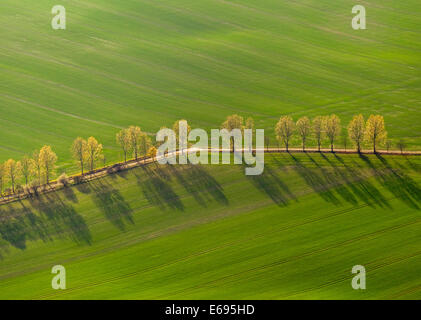 Vista aerea, country road, viale alberato tra il verde dei campi, Stavenhagen, Meclemburgo-Pomerania, Germania Foto Stock