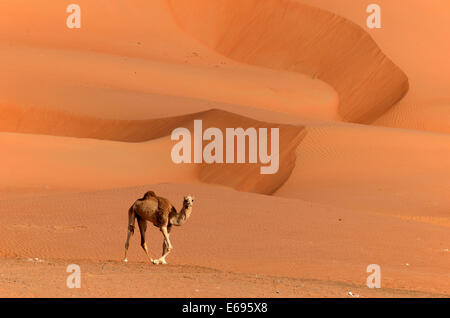 Un cammello solitario davanti a dune di sabbia del Wahiba Sands desert, noto anche come Ramlat al-Wahiba o Sharqiya Sands Foto Stock