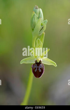 Black Spider Orchid (Ophrys incubacea), distretto di Messina, Sicilia, Italia Foto Stock