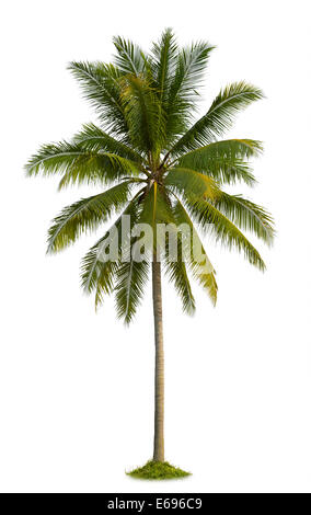 Coconut Palm tree isolati su sfondo bianco Foto Stock