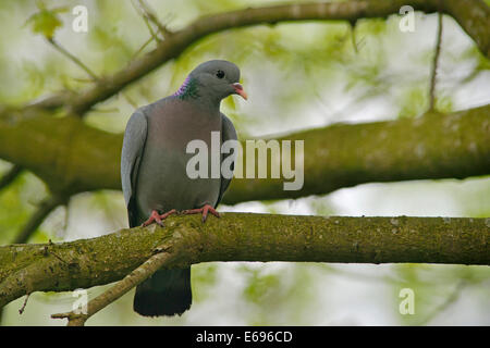 Il piccione di stock o Stock Colomba (Columba oenas), Emsland, Bassa Sassonia, Germania Foto Stock