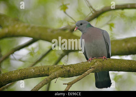 Il piccione di stock o Stock Colomba (Columba oenas), Emsland, Bassa Sassonia, Germania Foto Stock