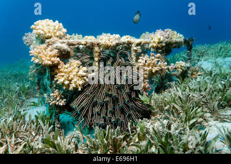 Secca di strisce di Anguilla Lupo di mare (Plotosus lineatus), Makadi Bay, Mar Rosso, Hurghada, Egitto Foto Stock