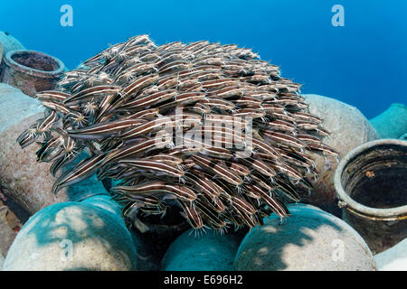 Scuola di strisce di Anguilla Lupo di mare (Plotosus lineatus) su anfora, Makadi Bay, Mar Rosso, Hurghada, Egitto Foto Stock