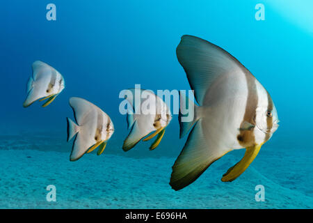 Quattro Teira batfish (Platax teira), Makadi Bay, Mar Rosso, Hurghada, Egitto Foto Stock