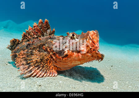 Barbuto scorfani (Scorpaenopsis barbata), Makadi Bay, Mar Rosso, Hurghada, Egitto Foto Stock