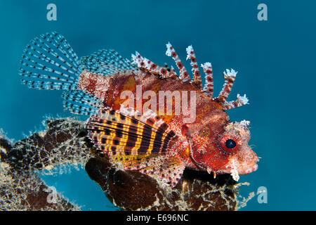 Illex (turkeyfish Dendrochirus brachypterus), Makadi Bay, Mar Rosso, Hurghada, Egitto Foto Stock