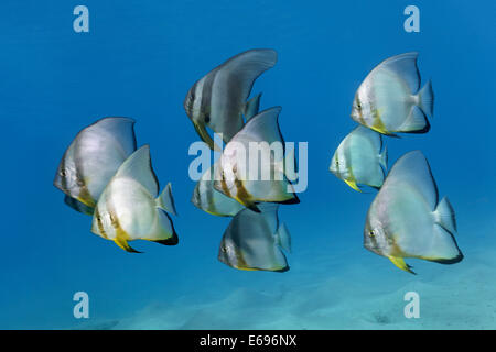 Secca di teira batfish (Platax teira), Mar Rosso, Makadi Bay, Hurghada, Egitto Foto Stock