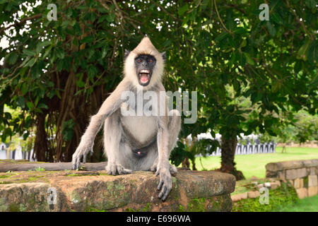 Grigio Langur o Hanuman Langur (Semnopithecus sp.), maschio, Anuradhapura, Nord provincia centrale, Sri Lanka Foto Stock