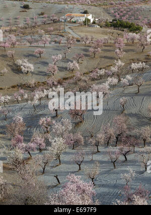 Agriturismo e coltivati alberi di mandorle (Prunus dulcis) in piena fioritura, provincia di Almeria, Andalusia, Spagna Foto Stock