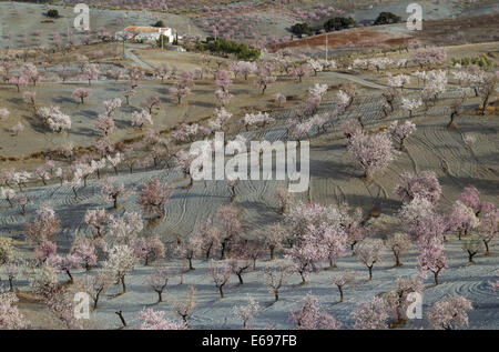 Agriturismo e coltivati alberi di mandorle (Prunus dulcis) in piena fioritura, provincia di Almeria, Andalusia, Spagna Foto Stock