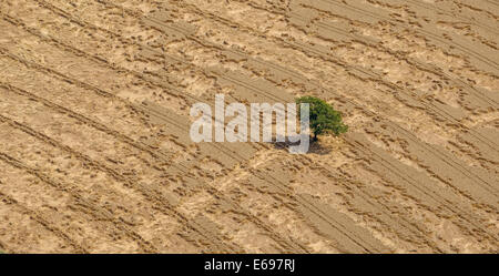 Vista aerea, cornfield con bent-oltre le orecchie dopo forti piogge, distretto della Ruhr, Nord Reno-Westfalia, Germania Foto Stock