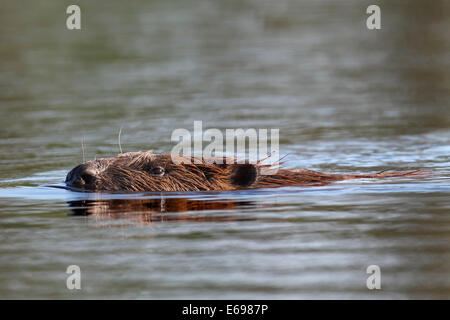 Castoro europeo (Castor fiber), nuoto, Peenetal Riserva Naturale, Meclemburgo-Pomerania, Germania Foto Stock