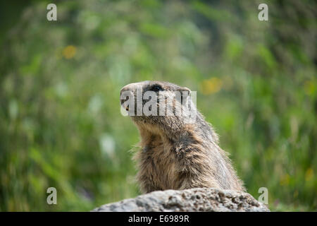 Alpine marmotta (Marmota marmota) su una pietra, Dachstein, Bachlalm, Stiria, Austria Foto Stock