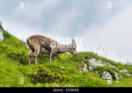 Stambecco delle Alpi (Capra ibex) in un prato, Mont Blanc, Francia Foto Stock