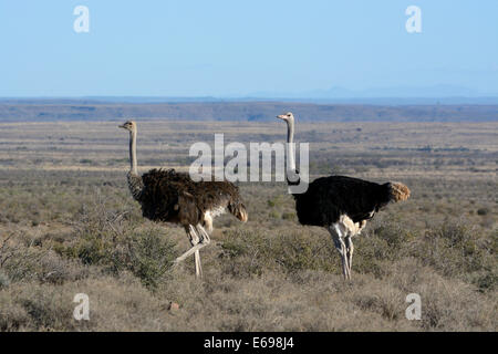 Struzzo o comune (struzzo Struthio camelus), Karoo Riserva Naturale, Western Cape, Sud Africa Foto Stock