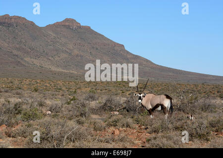 Gemsbok (Oryx gazella), Karoo Riserva Naturale, Western Cape, Sud Africa Foto Stock