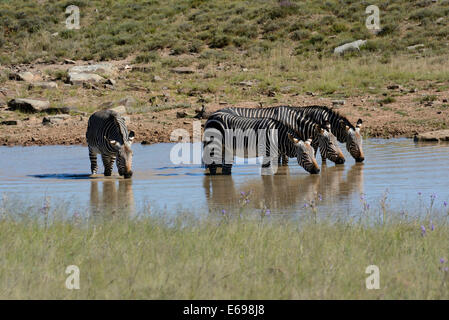 Capo zebre di montagna (Equus zebra zebra) a waterhole, Capo orientale, Sud Africa Foto Stock