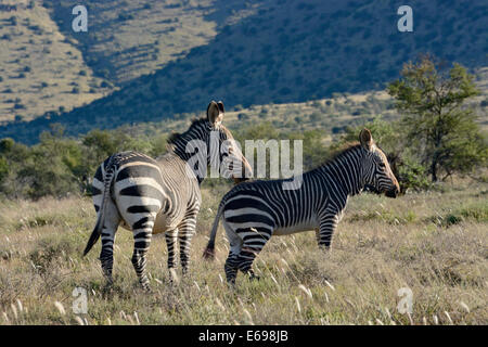 Capo zebre di montagna (Equus zebra zebra), Capo orientale, Sud Africa Foto Stock