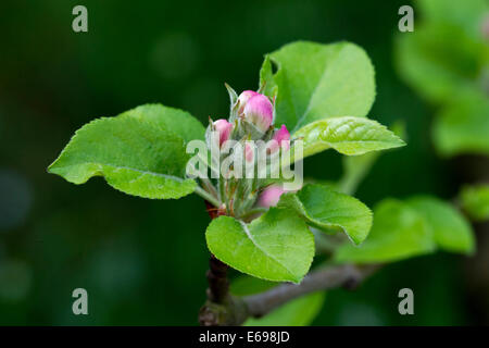 Boccioli di Apple (Malus domesticus) Foto Stock