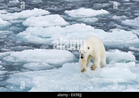 Orso polare (Ursus maritimus) camminando sul pack-ghiaccio, Spitsbergen, isole Svalbard Isole Svalbard e Jan Mayen, Norvegia Foto Stock