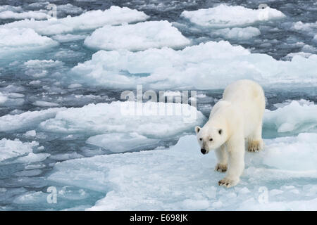 Orso polare (Ursus maritimus) camminando sul pack-ghiaccio, Spitsbergen, isole Svalbard Isole Svalbard e Jan Mayen, Norvegia Foto Stock