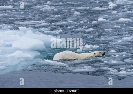 Orso polare (Ursus maritimus) nuotare nel pack di ghiaccio, Spitsbergen, isole Svalbard Isole Svalbard e Jan Mayen, Norvegia Foto Stock