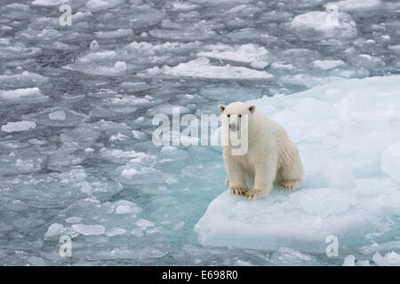 Giovane orso polare (Ursus maritimus) seduto su un glaçon nel pack di ghiaccio, Spitsbergen, isole Svalbard Isole Svalbard e Jan Mayen Foto Stock