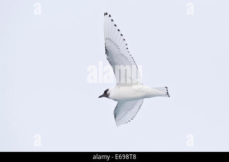 Gabbiano avorio (Pagophila eburnea), giovane uccello in volo, Oceano Artico, Spitsbergen, arcipelago delle Svalbard Isole Svalbard e Jan Mayen Foto Stock