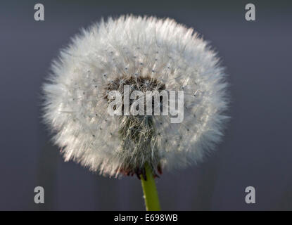 Orologio di tarassaco (Taraxacum officinale), Germania Foto Stock