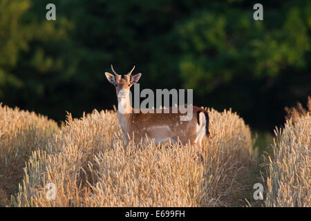 Daini (Dama Dama) young buck nel campo di grano in estate Foto Stock