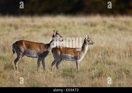 Daini (Cervus dama / Dama Dama) doe con capretta nella prateria a forest's edge in autunno Foto Stock